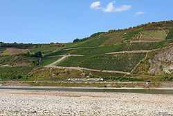 460 013 zwischen Boppard und Spay auf der linken Rheinstrecke mit wenig Wasser im Rhein