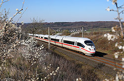 403 055 auf der Schnellfahrstrecke Köln - Rhein/Main bei Bockeroth in der 40 Promille-Steigung mit blühende Büsche