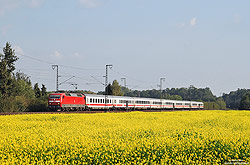 verkehrsrote 120 114 mit InterCity am Feld mit Winterraps bei Salzbergen