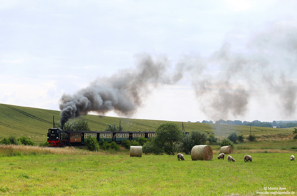 Noch einmal die 99 4011 am 13.7.2009 an gleicher Stelle. Die Schafe nehmen vom Zug keine Notiz und gehen ungestört ihrem Tagwerk nach. 13.7.2009