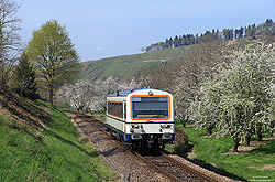 NE81 VT125 der SWEG mit blühende Obstbäume bei Kappelrodeck auf der Achertalbahn Achern - Ottenhöfen